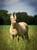 Annuncio cavallo
