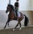 Annuncio cavallo