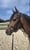 Annuncio cavallo