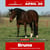 Annonce cheval