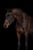 Annonce cheval