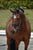 Annuncio cavallo