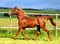 Horse ad