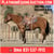 Horse ad