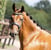 Annuncio cavallo