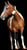 Horse ad