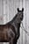 Horse ad