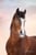 Horse ad