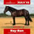 Annuncio cavallo