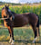 Horse ad