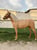 Horse ad
