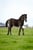 Annuncio cavallo