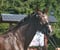 Annonce cheval