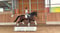 Horse ad