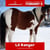 Horse ad