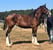 Annuncio cavallo
