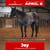 Horse ad