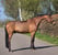 Paardadvertentie