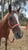 Horse ad