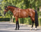 Annuncio cavallo