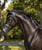 Horse ad