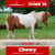 Annuncio cavallo