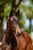 Annuncio cavallo