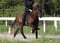 Horse ad