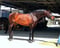 Horse ad