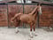 Annuncio cavallo