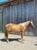 Horse ad