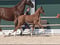 Annuncio cavallo