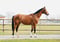 Horse ad