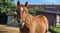Horse ad