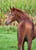 Horse ad
