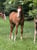 Horse ad