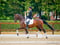 Annuncio cavallo