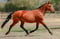 Anuncio de caballos