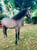 Annonce cheval