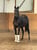 Horse ad