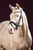 Horse ad