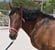 Horse ad