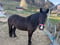 Horse ad
