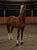 Ogłoszenie konia