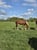 Horse ad