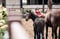 Horse ad