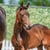 Horse ad
