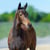 Annuncio cavallo