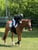 Annuncio cavallo