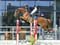 Annuncio cavallo